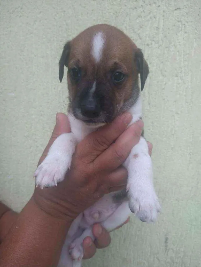 Cachorro ra a SRD idade Abaixo de 2 meses nome Filhote para adoção 
