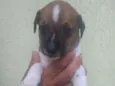 Filhote para adoção 