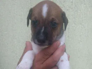 Cachorro raça SRD idade Abaixo de 2 meses nome Filhote para adoção 