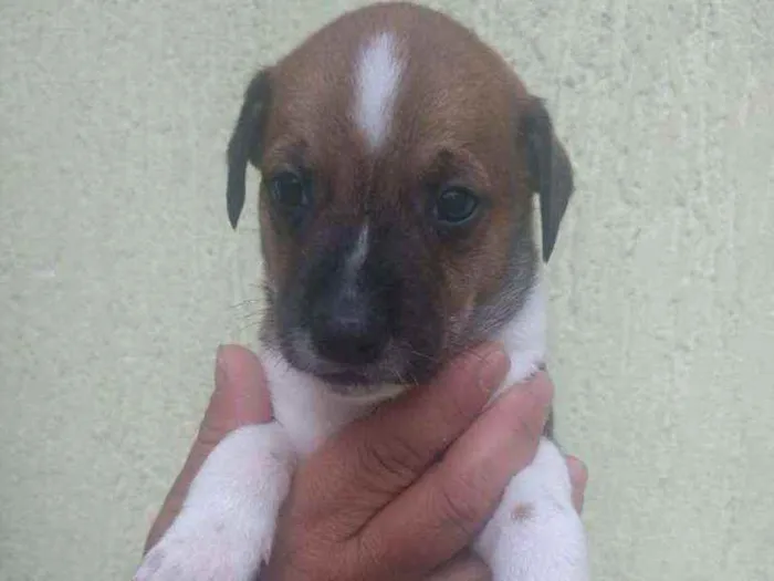 Cachorro ra a SRD idade Abaixo de 2 meses nome Filhote para adoção 