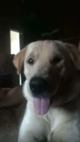 Tobias