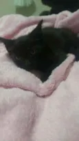 Gatinhos filhotes 