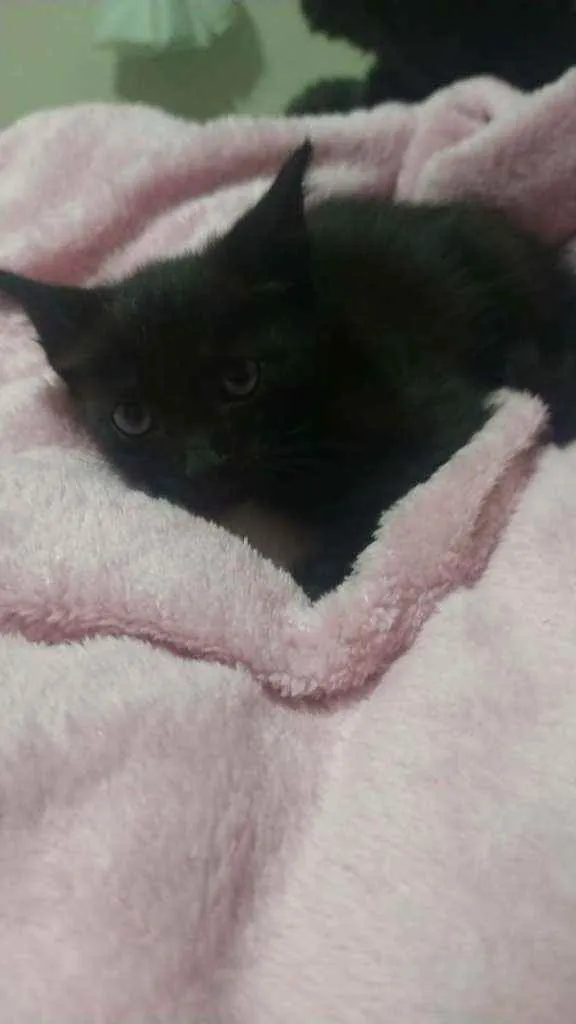 Gato ra a SRD idade Abaixo de 2 meses nome Gatinhos filhotes 