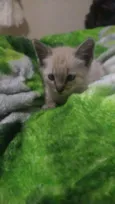 Gatinhos filhotes 