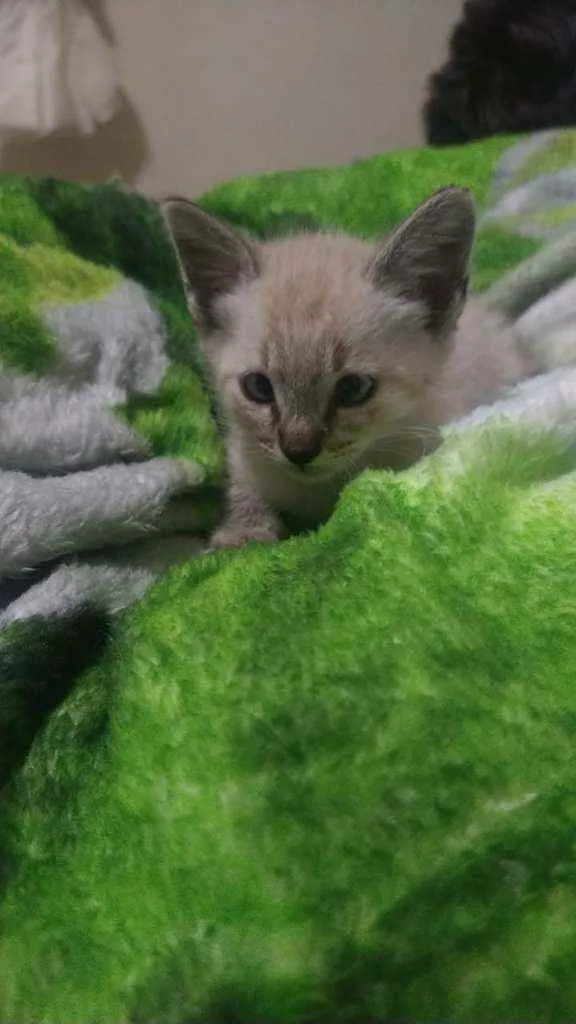 Gato ra a SRD idade Abaixo de 2 meses nome Gatinhos filhotes 