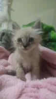 Gatinhos filhotes 