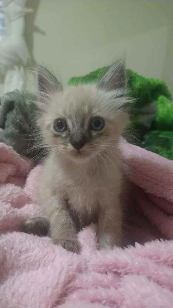 Gato ra a SRD idade Abaixo de 2 meses nome Gatinhos filhotes 