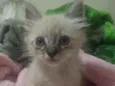Gatinhos filhotes 