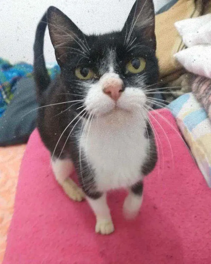 Gato ra a SRD idade 1 ano nome Sem nome