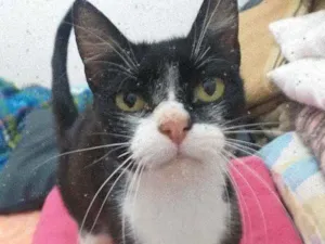 Gato raça SRD idade 1 ano nome Sem nome