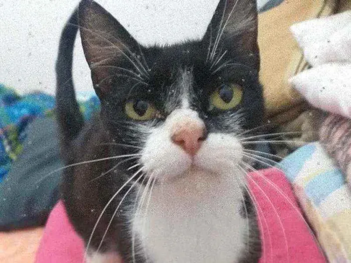 Gato ra a SRD idade 1 ano nome Sem nome