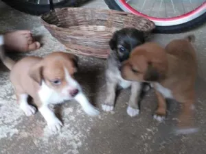Cachorro raça SRD-ViraLata idade Abaixo de 2 meses nome x