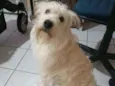 Pitoco