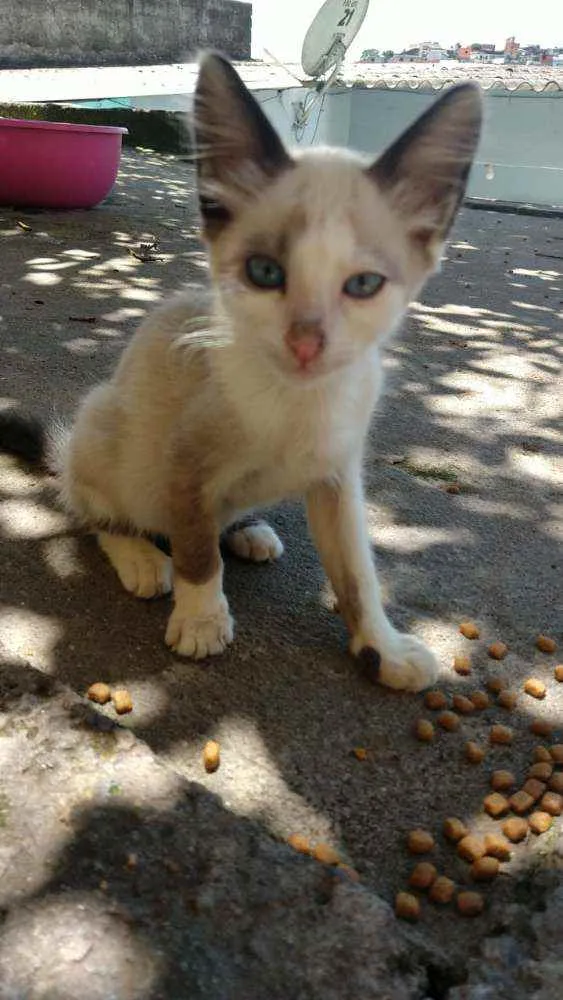 Gato raça SRD idade 2 a 6 meses nome Docinho