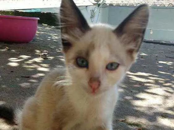 Gato raça SRD idade 2 a 6 meses nome Docinho