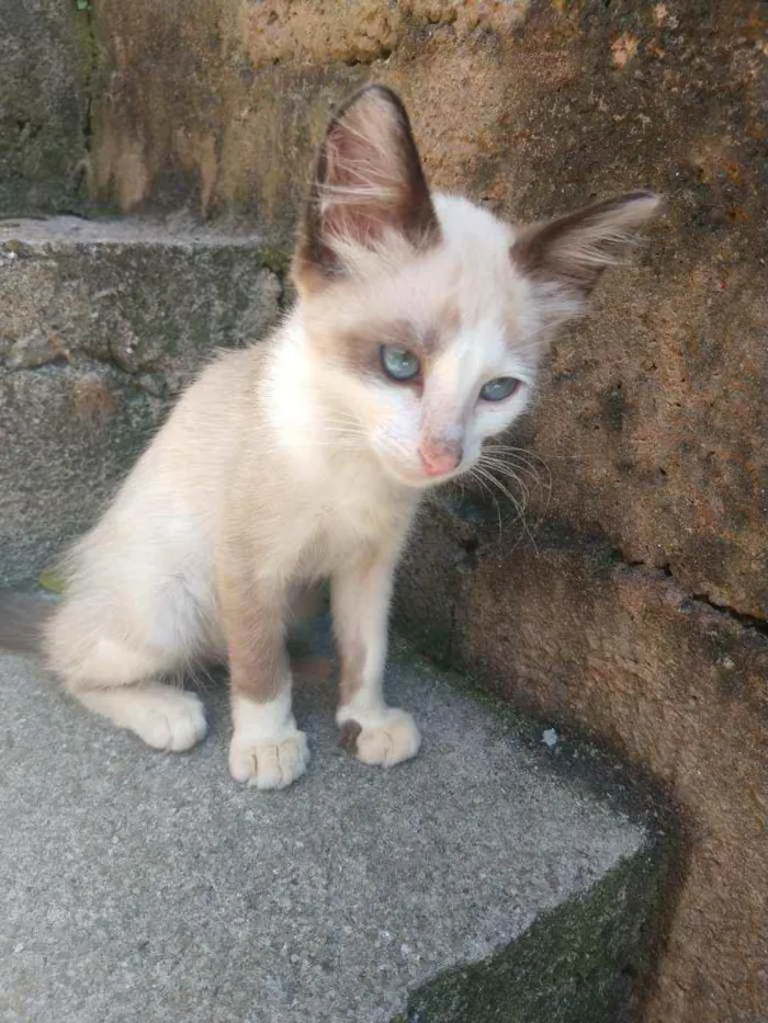 Gato raça SRD idade 2 a 6 meses nome Docinho
