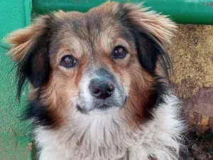 Cachorro raça SRD idade 1 ano nome Félix