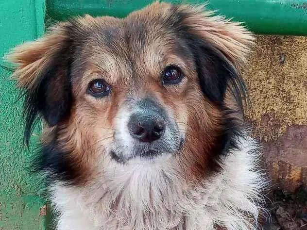 Cachorro raça SRD idade 1 ano nome Félix