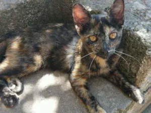 Gato raça SRD idade 2 a 6 meses nome Suzy