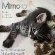 Mimo