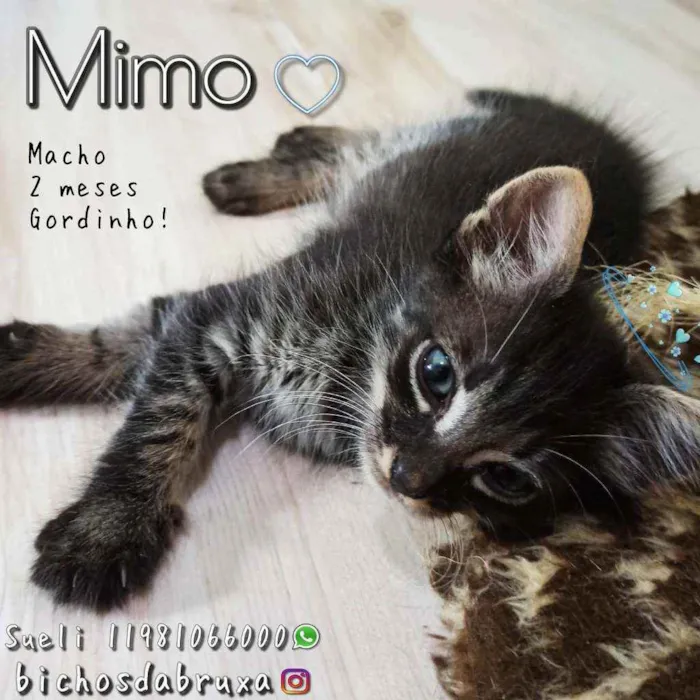 Gato ra a SRD idade 2 a 6 meses nome Mimo