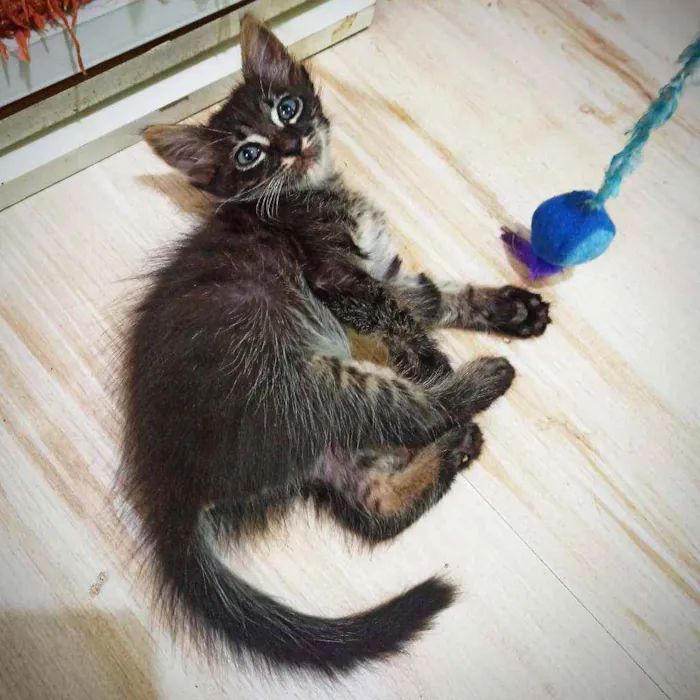 Gato ra a SRD idade 2 a 6 meses nome Mimo