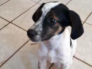 Cachorro raça Vira-lata idade 2 a 6 meses nome Goku