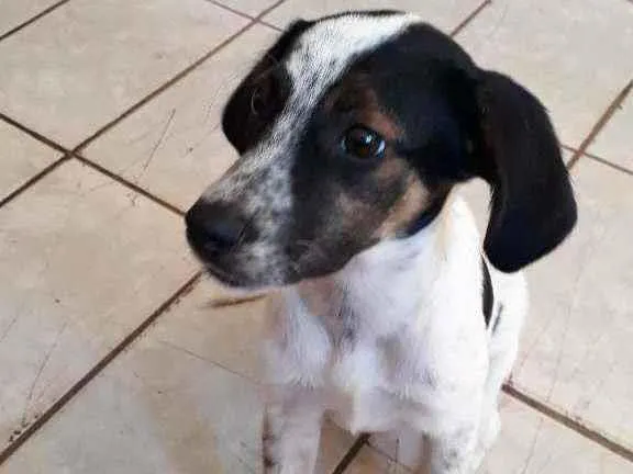 Cachorro ra a Vira-lata idade 2 a 6 meses nome Goku