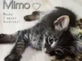 Mimo