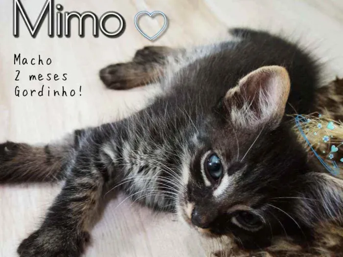 Gato ra a SRD idade 2 a 6 meses nome Mimo