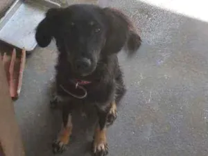 Cachorro raça Srd idade 7 a 11 meses nome Bela