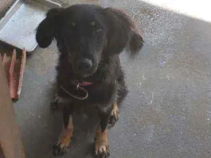 Cachorro raça Srd idade 7 a 11 meses nome Bela