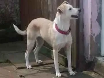 Cachorro raça Indefinida idade 2 anos nome Madona