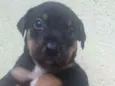 Filhote para adoção 