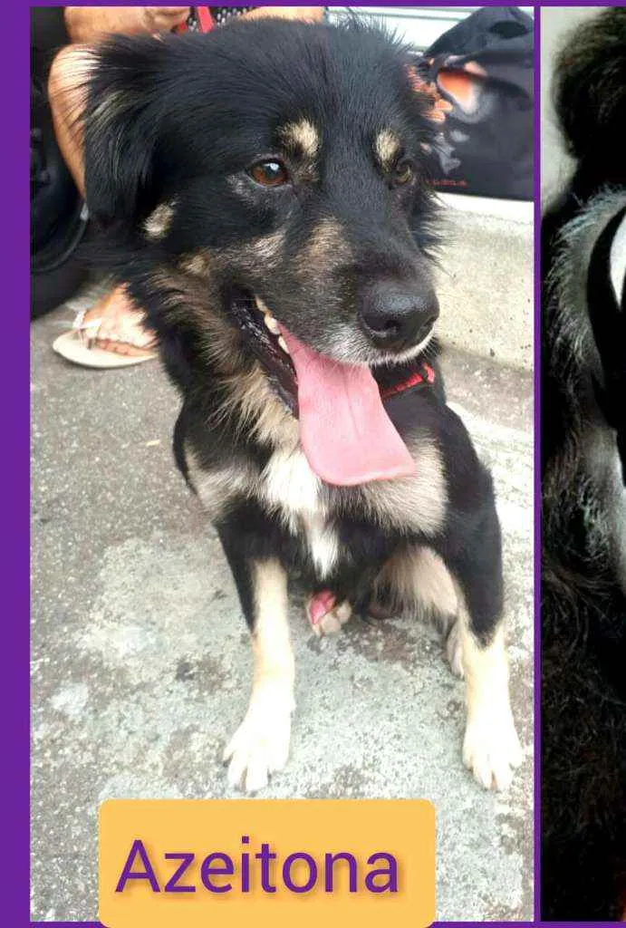 Cachorro raça  idade 1 ano nome Charlie 