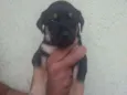Filhote para adoção 