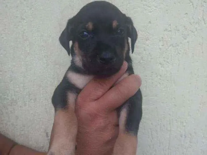 Cachorro ra a SRD idade Abaixo de 2 meses nome Filhote para adoção 