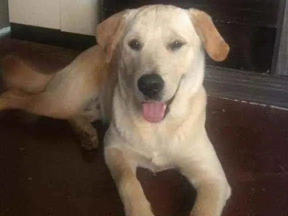 Cachorro ra a SRD idade 7 a 11 meses nome Tobias