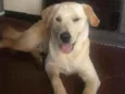 Tobias