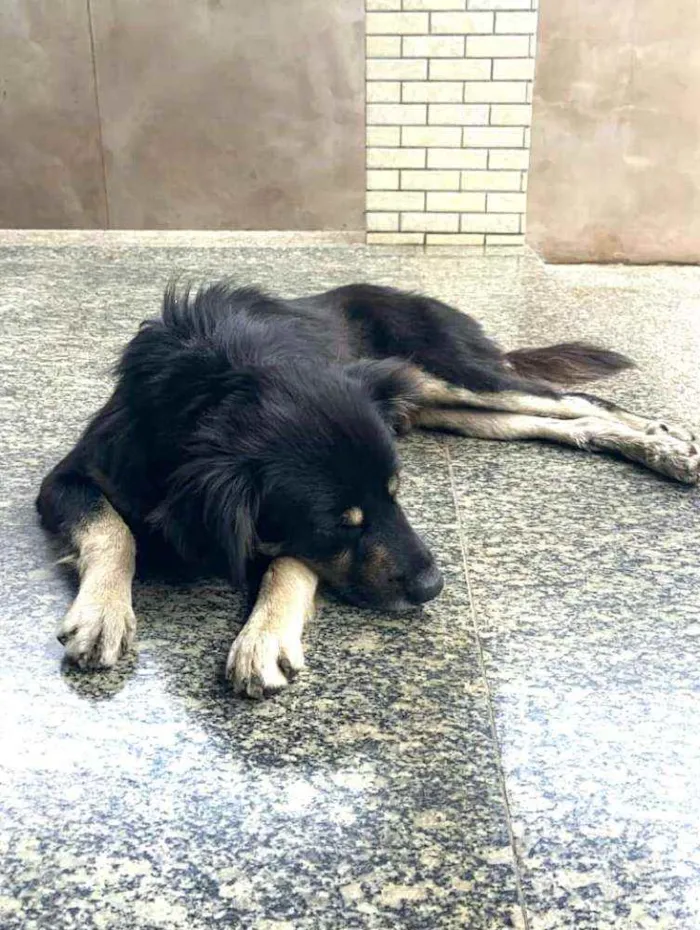 Cachorro raça  idade 1 ano nome Charlie 