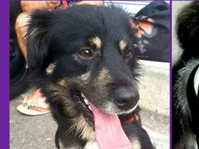 Cachorro raça  idade 1 ano nome Charlie 