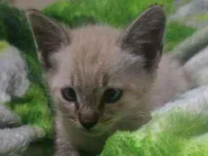 Gato raça SRD idade Abaixo de 2 meses nome Gatinhos filhotes 
