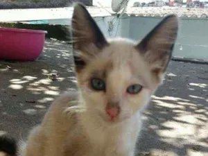 Gato raça SRD idade 2 a 6 meses nome Docinho