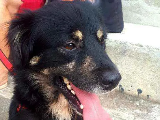 Cachorro raça  idade 1 ano nome Charlie 