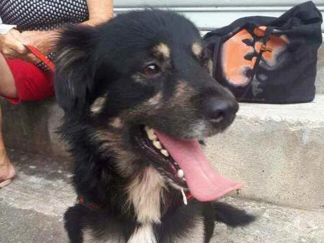 Cachorro raça  idade 1 ano nome Charlie 