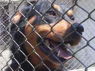 Cachorro ra a Rott idade 2 anos nome Rico