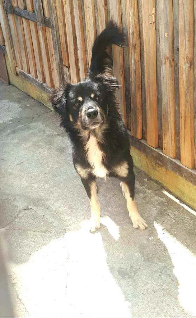 Cachorro raça  idade 1 ano nome Charlie 