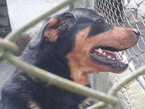 Cachorro ra a Rott idade 2 anos nome Rico