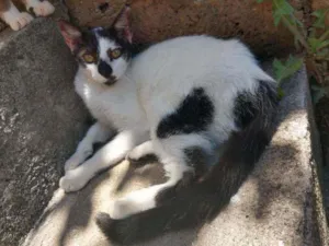Gato raça SRD idade 2 a 6 meses nome Bob