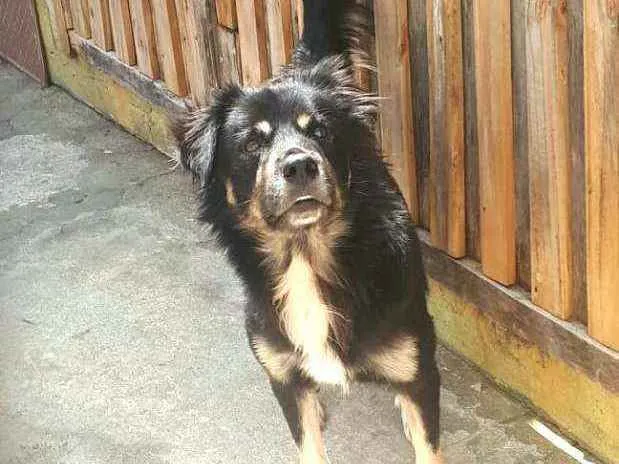 Cachorro raça  idade 1 ano nome Charlie 